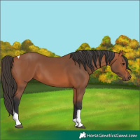 Horse Color:Bay Tobiano Rabicano 