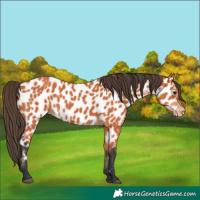 Horse Color:Bay Appaloosa 