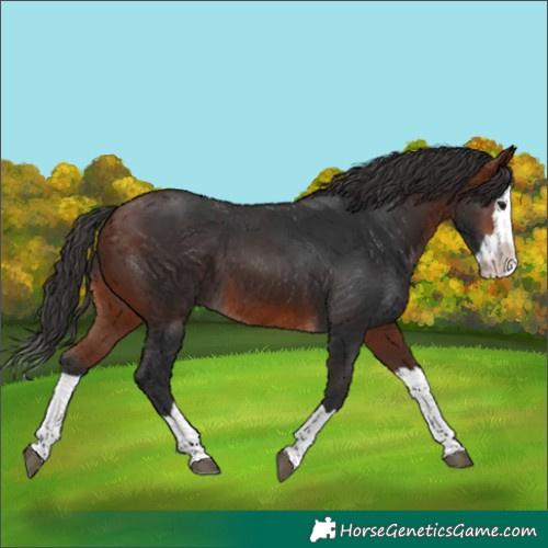 Horse Color:Bay Splash 