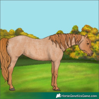 Horse Color:Red Roan 