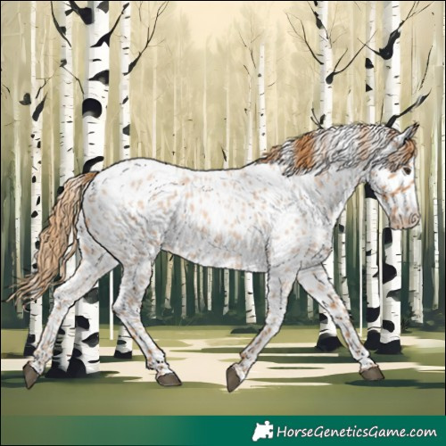Horse Color:Red Roan Leopard 