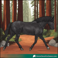 Horse Color:Smoky Black 