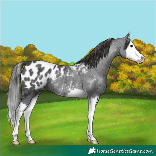 Horse Color:Black Splash Blanket Rabicano 