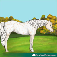 Horse Color:Silver Buckskin Pearl Blanket 