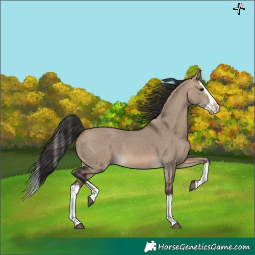 Horse Color:Brown Dun Splash 