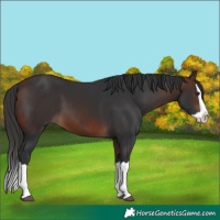 Horse Color:Brown Splash