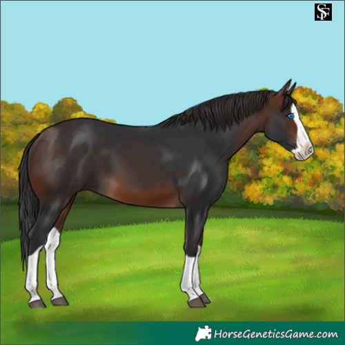 Horse Color:Brown Splash 