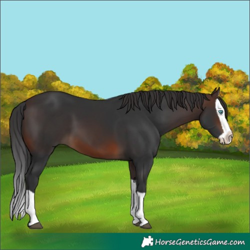 Horse Color:Brown Splash
