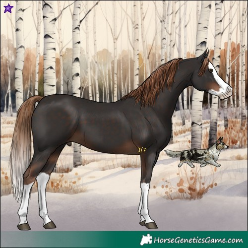 Horse Color:Liver Chestnut Splash 