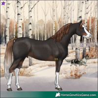 Horse Color:Liver Chestnut Splash