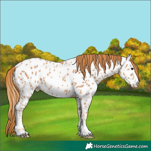 Horse Color:Chestnut Appaloosa