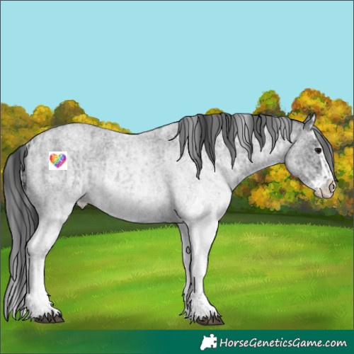 Horse Color:White Spotted Blue Roan Rabicano  and White Spotted Blue Roan Splash Rabicano 