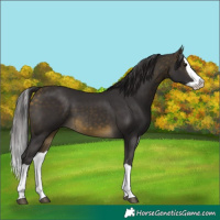 Horse Color:Buckskin Splash