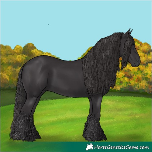 Horse Color:Smoky Black