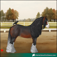 Horse Color:Bay Splash