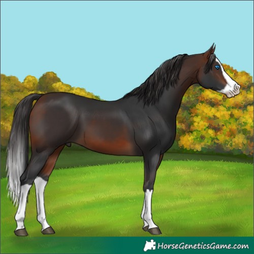 Horse Color:Bay Splash