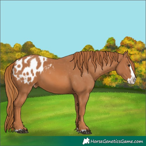 Horse Color:Chestnut Splash Appaloosa 