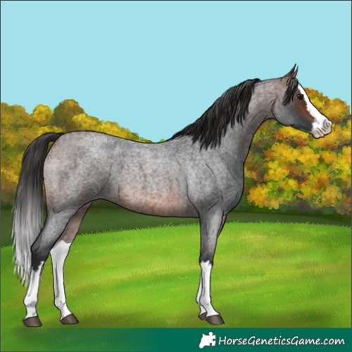 Horse Color:Brown Roan Splash 