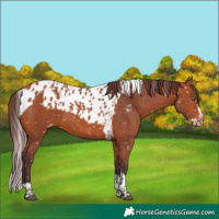 Horse Color:Chocolate Bay Splash Tobiano Skewed Appaloosa 