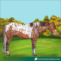Horse Color:Chocolate Bay Splash Tobiano Skewed Appaloosa