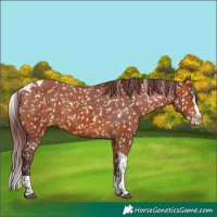 Horse Color:Chocolate Bay Splash Tobiano Skewed Appaloosa 