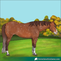 Horse Color:Chocolate Bay Splash Tobiano Skewed Appaloosa 