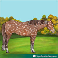 Horse Color:Chocolate Bay Splash Tobiano Skewed Appaloosa