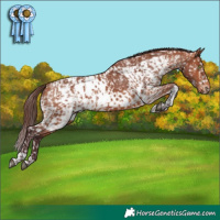 Horse Color:Chocolate Bay Splash Tobiano Skewed Appaloosa  and Chocolate Bay Tobiano Skewed Appaloosa 