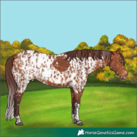 Horse Color:Chocolate Bay Splash Tobiano Skewed Appaloosa and Chocolate Bay Tobiano Skewed Appaloosa