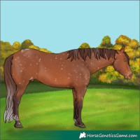 Horse Color:Chocolate Bay Tobiano Skewed Appaloosa 