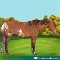 Horse Color:Chocolate Bay Sabino Skewed Appaloosa 
