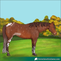 Horse Color:Chocolate Bay Tobiano Skewed Appaloosa