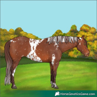 Horse Color:Chocolate Bay Tobiano Skewed Appaloosa 