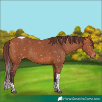 Horse Color:Chocolate Bay Tobiano Skewed Appaloosa