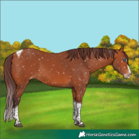 Horse Color:Chocolate Bay Splash Tobiano Skewed Appaloosa 