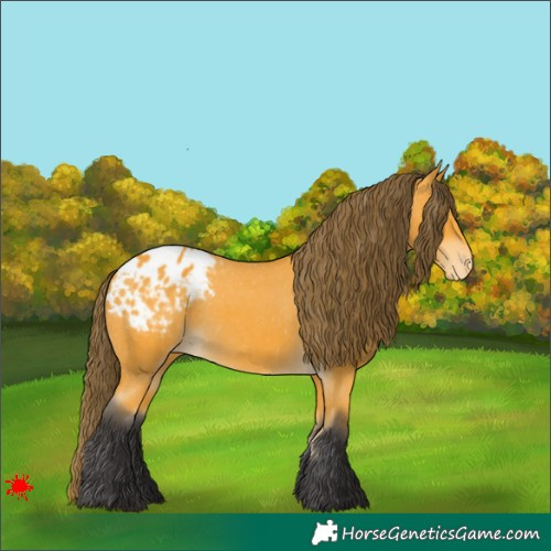 Horse Color:Buckskin Appaloosa
