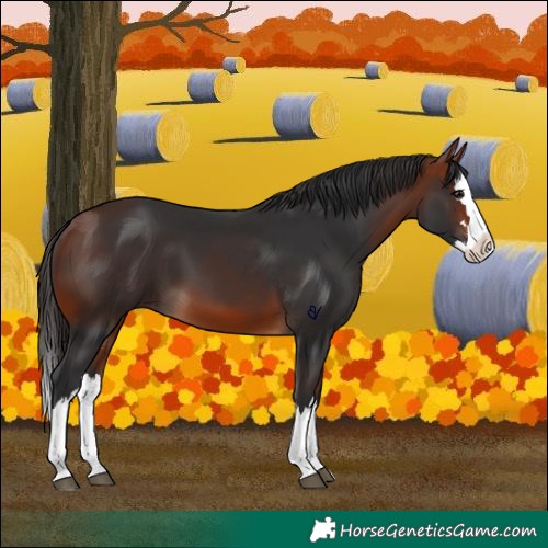 Horse Color:Bay Splash 