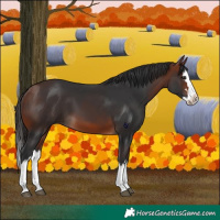 Horse Color:Bay Splash