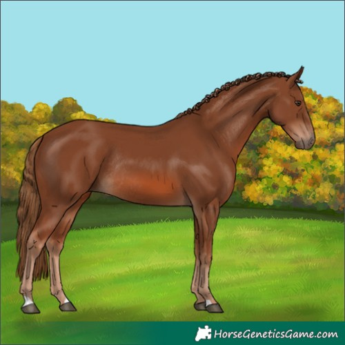 Horse Color:Chestnut Rabicano 