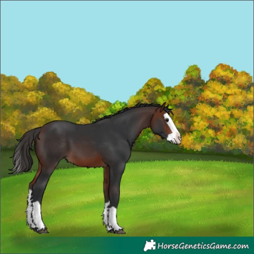 Horse Color:Bay Splash 