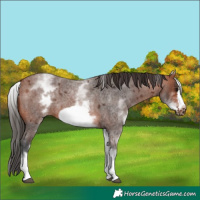 Horse Color:Unknown 