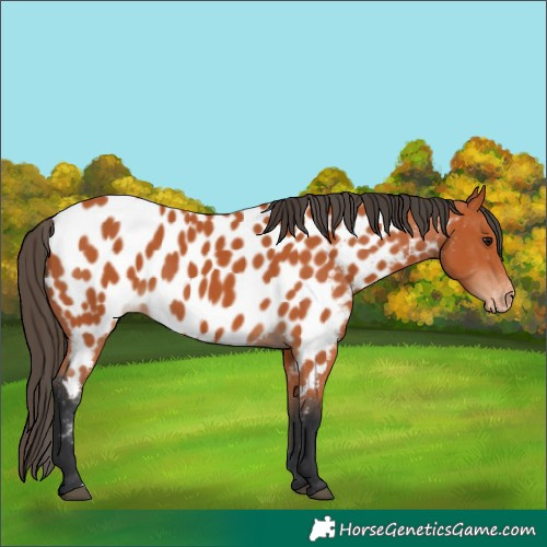Horse Color:Unknown 