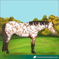 Horse Color:Unknown 