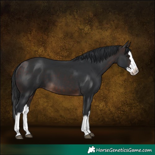 Horse Color:Brown Splash 