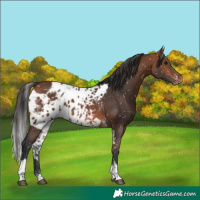 Horse Color:Bay Tobiano Skewed LP Spotted 
