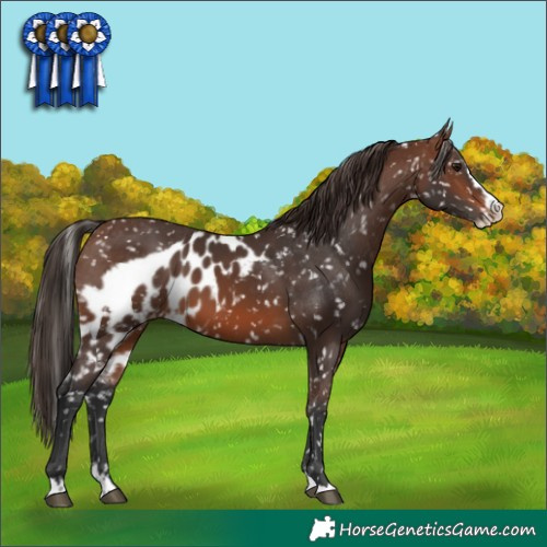 Horse Color:Brown Splash Skewed Appaloosa
