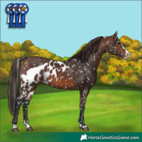 Horse Color:Brown Splash Skewed LP Spotted
