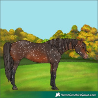 Horse Color:Brown Skewed LP Spotted