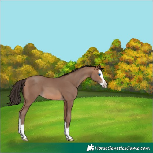 Horse Color:Sable Champagne Splash 