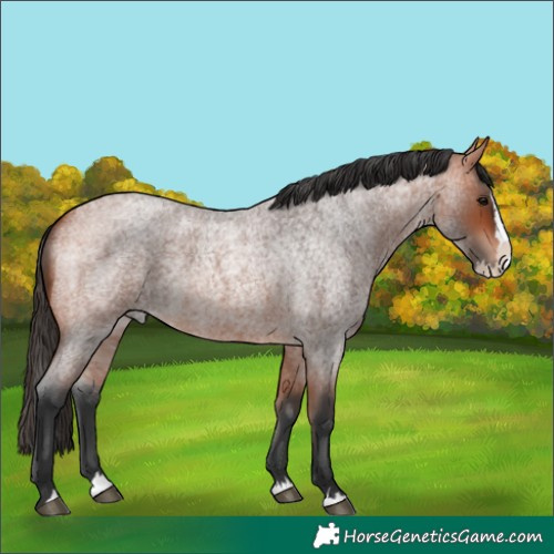 Horse Color:Bay Roan Splash
